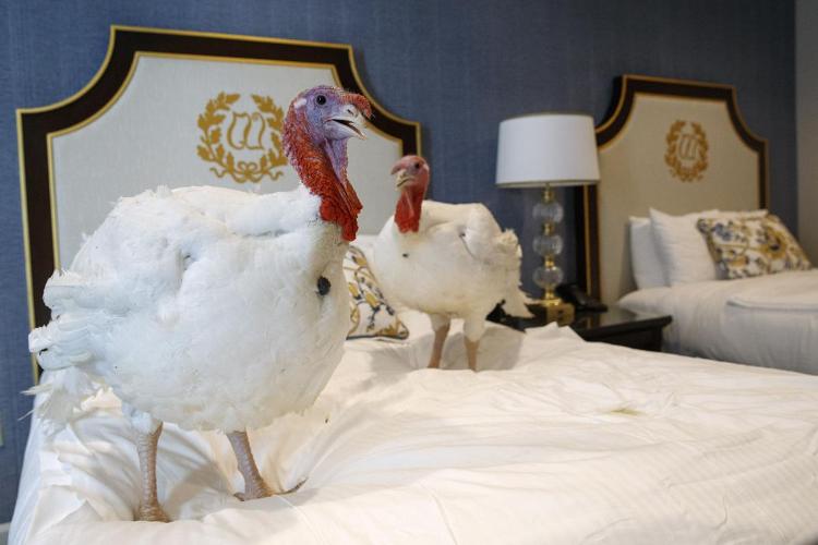 Wonderful See The 2 Turkeys Us Checked Into A Luxury Hotel Ahead Of Thanksgiving Presidential